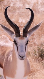 Close-up of springbok