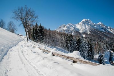 Snow covered trees against clear blue sky