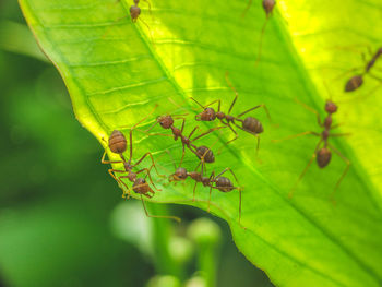 Close-up of insect on leaf