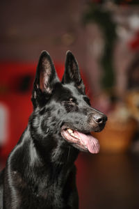 Close-up of a dog looking away