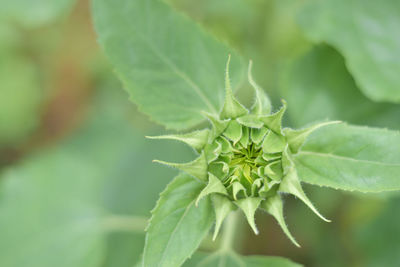 Close-up of green leaves