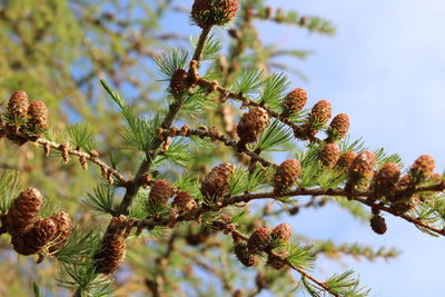 Low angle view of pine tree