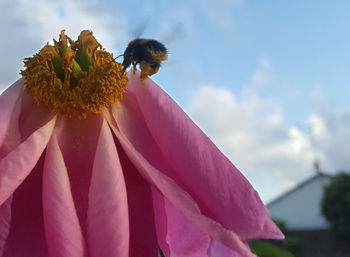 Close-up of bee on pink flower