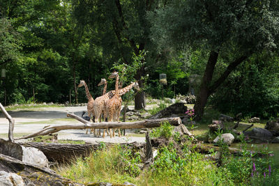 View of giraffe in forest