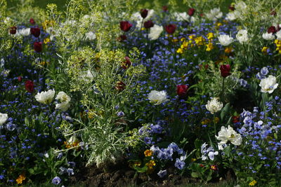 Close-up of flowers