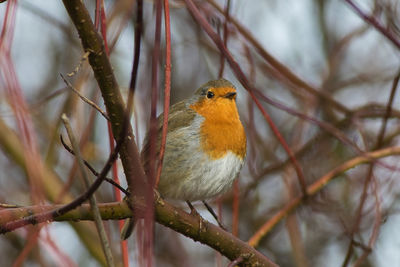 Close-up of a bird perching on branch