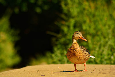 Close up of mallard duck 