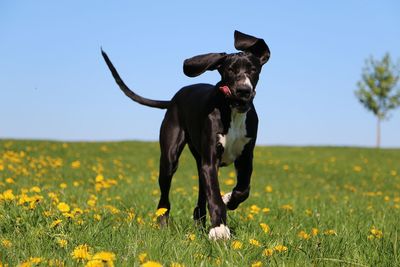 Portrait of dog running on grassy field