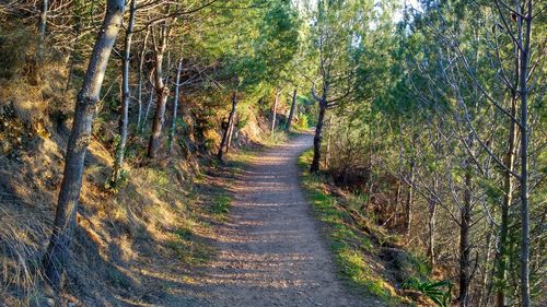 Empty walkway amidst trees at forest