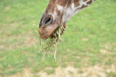 Close-up of a horse