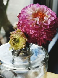 Close-up of pink flower in glass vase