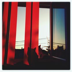 Cat looking through window