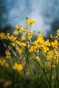 Close-up of yellow flowering plants on field