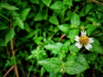 Close-up of flower