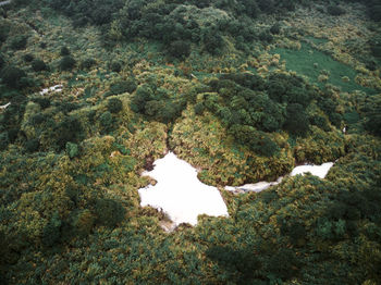 High angle view of trees and plants in forest