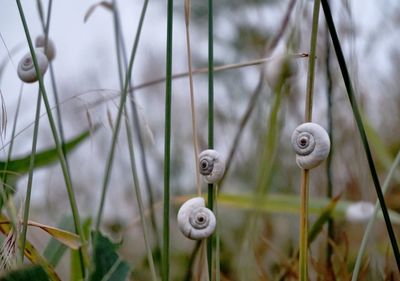 Animal shells on plants in foggy weather
