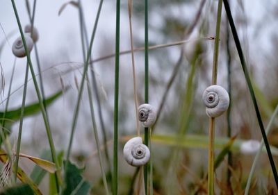 Close-up of grass against blurred background