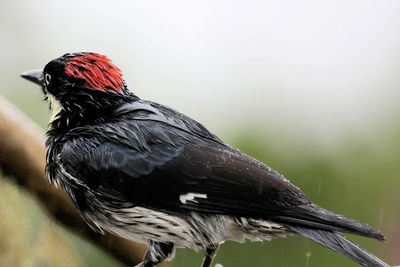 Close-up of bird perching outdoors