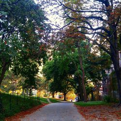 Empty road along trees