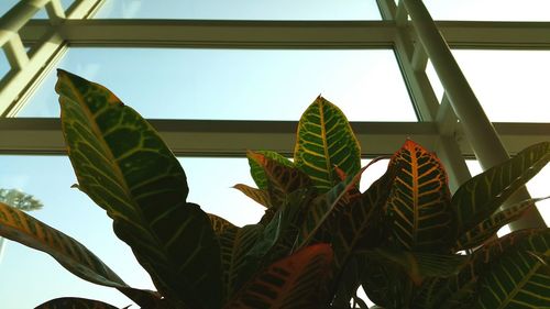 Low angle view of plants