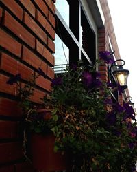 Low angle view of plants