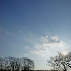 Low angle view of trees against sky