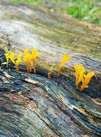 Close-up of yellow flowers on wood