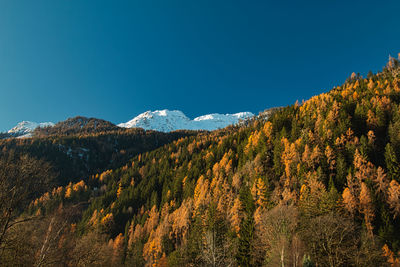 Scenic view of forest against clear blue sky