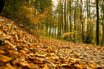 Dry leaves on road in forest during autumn