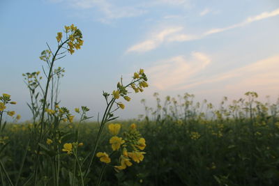 Scenic view of oilseed rape field against sky