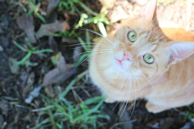 Close-up portrait of ginger cat