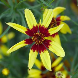 Close-up of fresh yellow flower