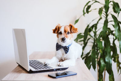 Dog sitting on table