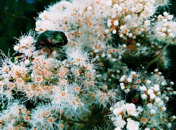 Close-up of bee on flowers