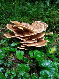 Close-up of mushroom growing on field