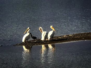 View of birds in lake