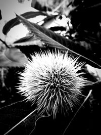 Close-up of dried plant