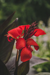 Close-up of red rose flower