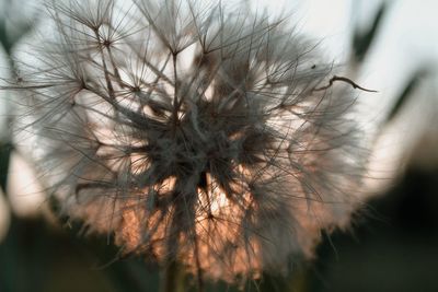 Close-up of wilted dandelion flower