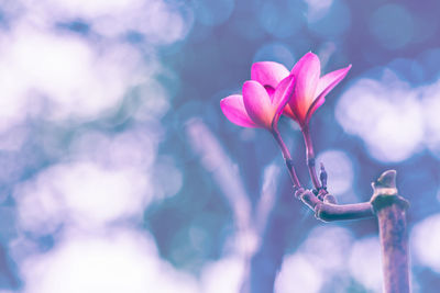 Close-up of pink flowering plant