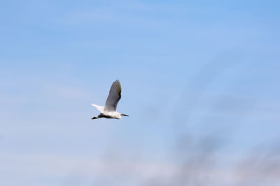 Low angle view of bird flying against sky