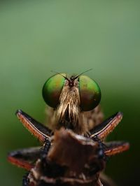 Close-up of fly on leaf