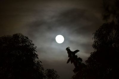 Low angle view of silhouette tree against sky at night