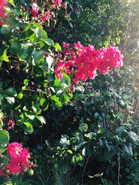 Red flowers on tree