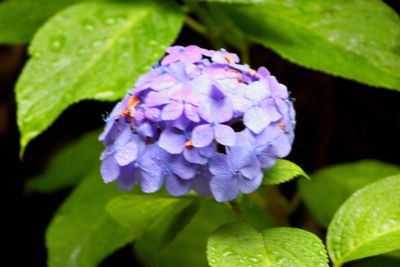 Close-up of purple flowers blooming outdoors