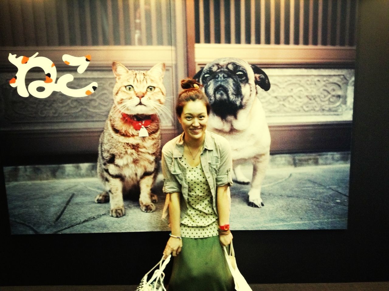 Cat&xinxin&dog