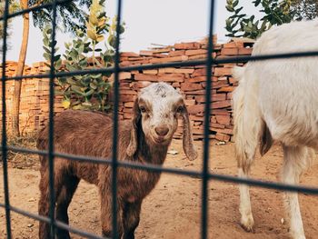 Portrait of kid goat standing by fence