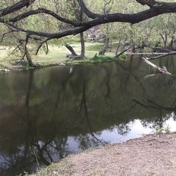 Close-up of tree against water