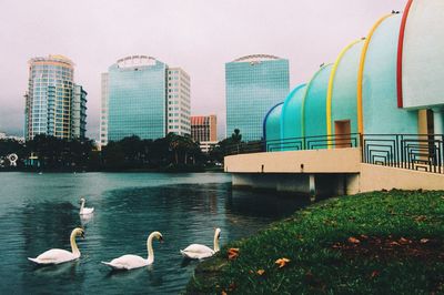 Swans on water in city against sky