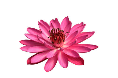 Close-up of pink flower against white background